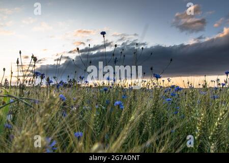 Fleurs de maïs au coucher du soleil entre un champ de céréales à Felde, en Allemagne Banque D'Images