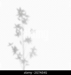 Réaliste Vector transparent superpose ombre routée des feuilles de bambou de branche Illustration de Vecteur