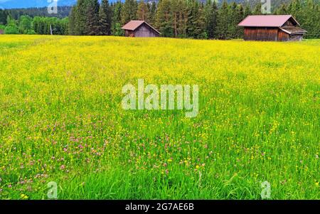 Le butterbutterbutter bulbeux (Ranunculus bulbosus) couvre une prairie d'alimentation Banque D'Images