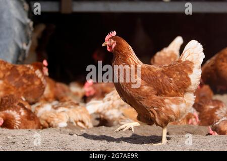 Poulet domestique, poulets de gamme libre dans un pré, Allemagne. Banque D'Images