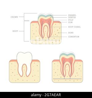 anatomie des dents humaines, illustration des dents médicales Illustration de Vecteur