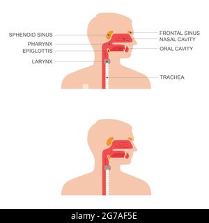 Coupe transversale de l'anatomie de la gorge du nez, illustration médicale Illustration de Vecteur