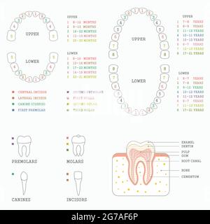 illustration dentaire vectorielle, tableau des dents, dents humaines Illustration de Vecteur