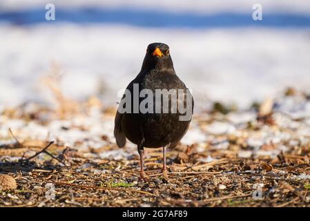 Blackbird, Turdus merula, Homme en hiver Banque D'Images