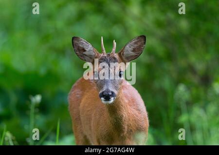 Roebuck (Capreolus capreolus) dans la forêt, printemps, mai, Hesse, Allemagne Banque D'Images