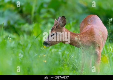 ROE buck (Capranolus capranolus) dans la forêt, printemps, mai, Hesse, Allemagne Banque D'Images