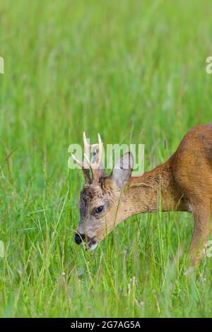 ROE buck (Capranolus capranolus) dans un pré, printemps, mai, Hesse, Allemagne Banque D'Images