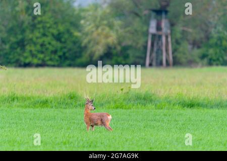 Roebuck (Capreolus capreolus) sur un champ de céréales, en arrière-plan un siège élevé, printemps, Mai, Hesse, Allemagne Banque D'Images