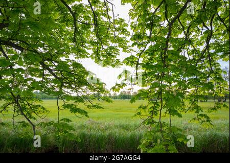 Branches d'un châtaignier au printemps, mai, Hesse, Allemagne Banque D'Images