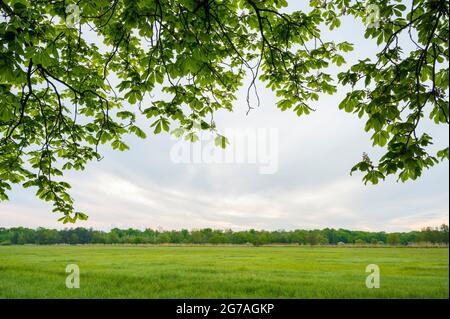 Branches d'un châtaignier au printemps, mai, Hesse, Allemagne Banque D'Images