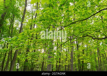 Forêt de hêtre au printemps, mai, Hesse, Allemagne