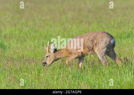 ROE buck (Capranolus capranolus) dans un pré, printemps, mai, Hesse, Allemagne Banque D'Images