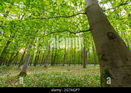 Ail sauvage dans la forêt de hêtres, printemps, mai, Hesse, Allemagne Banque D'Images