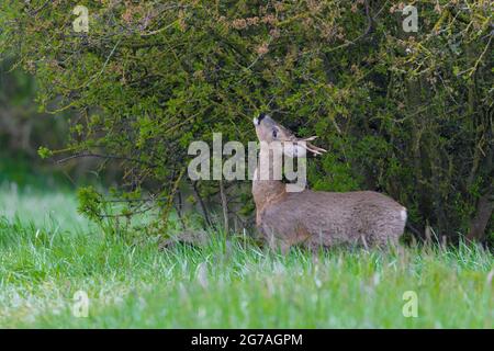 Buck Roe (Capranolus capranolus) paître sur une haie, printemps, mai, Hesse, Allemagne Banque D'Images