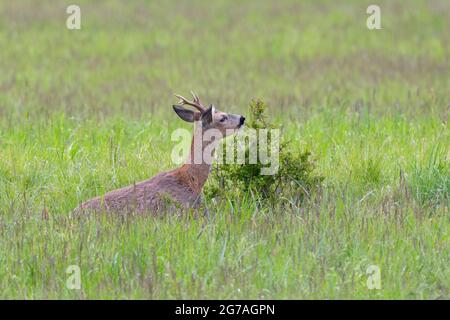 Roebuck (Capreolus capreolus) tombe sur une brousse, printemps, mai, Hesse, Allemagne Banque D'Images