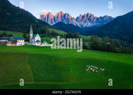 Groupe de moutons blancs sur un pré devant l'église Santa Maddalena. Val di Funes, Val di Funes. Dolomites, Trentin-Haut-Adige, Italie, Europe. Banque D'Images