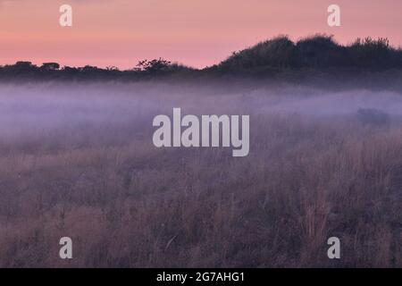 Europe, Danemark, Jutland du Nord. Brouillard en soirée dans les dunes de la côte Baltique. Banque D'Images