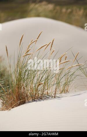 Europe, Danemark, Jutland du Nord. L'herbe de plage (Ammophila arenaria) sur la dune mobile Råbjerg Mile. Banque D'Images