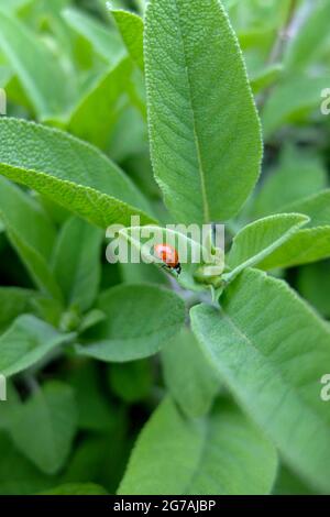 Coccinellidae sur la sauge commune (Salvia officinalis) Banque D'Images