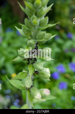 Pucerons (Aphidoidea) sur des foxgants (Digitalis purpurea) Banque D'Images