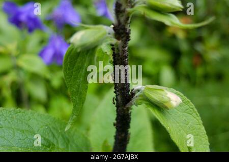 Pucerons (Aphidoidea) sur des foxgants (Digitalis purpurea) Banque D'Images