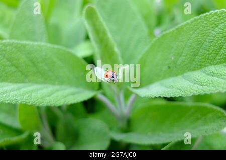 Coccinellidae sur la sauge commune (Salvia officinalis) Banque D'Images