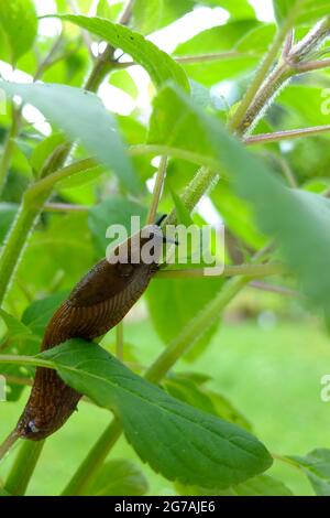 Slug espagnol (Arion vulgaris) sur la sauge d'ananas (Salvia elegans) Banque D'Images