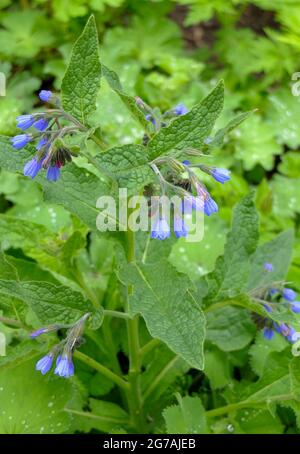 Comfrey commun, Comfrey sauvage (Symphytum officinale) Banque D'Images