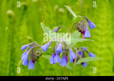 Comfrey commun, Comfrey sauvage (Symphytum officinale) Banque D'Images