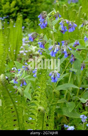 Comfrey commun, comfrey sauvage (Symphytum officinale) avec fougères dans le lit Banque D'Images