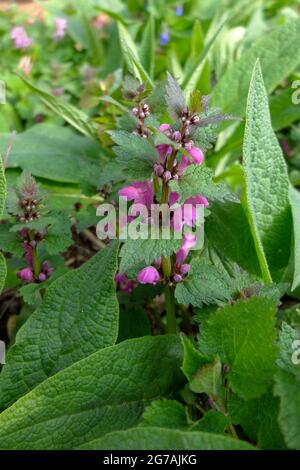 Lamier rouge (Lamium purpureum) Banque D'Images