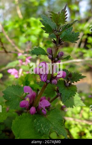 Lamier rouge (Lamium purpureum)