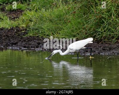 Un peu Egret (Egretta garzetta) pêche sur le canal de navigation Calder et Hebble. Banque D'Images