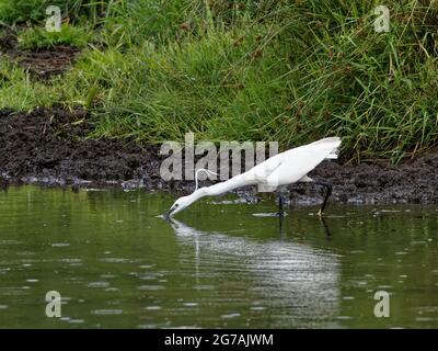 Un peu Egret (Egretta garzetta) pêche sur le canal de navigation Calder et Hebble. Banque D'Images