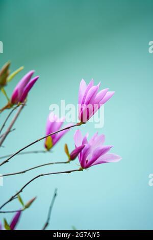 Fleurs de magnolia dans le parc de la ville. Banque D'Images