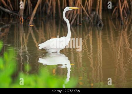 Grande aigrette blanche (Ardea alba) à la recherche de nourriture, Sanibel Island, J.N. Ding Darling National Wildlife refuge, Floride, États-Unis Banque D'Images