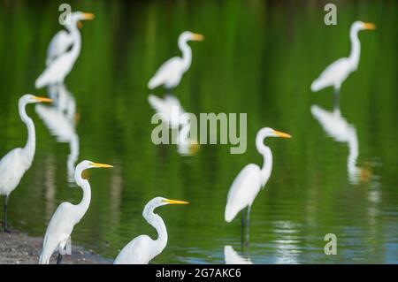 Grands aigrettes blanches (Ardea alba) à la recherche de nourriture dans un étang, Sanibel Island, J.N. Ding Darling National Wildlife refuge, Floride, États-Unis Banque D'Images