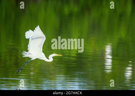 Grande aigrette blanche (Ardea alba) en vol, île de Sanibel, J.N. Ding Darling National Wildlife refuge Florida, États-Unis Banque D'Images