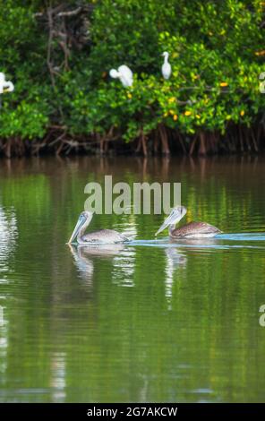 Groupe de pélicans bruns (Pelecanus occidentalis) pêche, île de Sanibel, J.N. Ding Darling National Wildlife refuge, Floride, États-Unis Banque D'Images