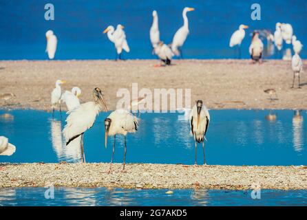 Groupe de grands aigrettes blanches (Ardea alba) et de bois de porc (Mycteria Americana) pêche, île de Sanibel, J.N. Ding Darling National Wildlife refuge, Floride, États-Unis Banque D'Images