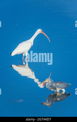 Ibis blanc américain (Eudocimus albus) et héron tricolore (Egretta tricolor) à la recherche de nourriture, Sanibel Island, J.N. Ding Darling National Wildlife refuge, Floride, États-Unis Banque D'Images