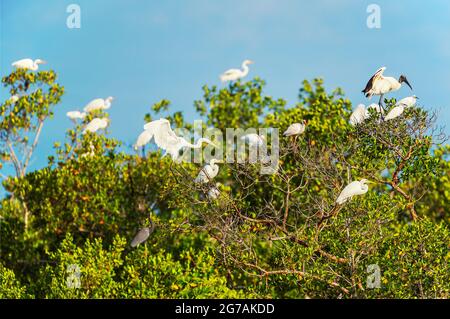 Groupe de grands aigrettes blanches (Ardea alba) et de bois de porc (Mycteria Americana) perçant sur un arbre, île Sanibel, J.N. Ding Darling National Wildlife refuge, Floride, États-Unis Banque D'Images