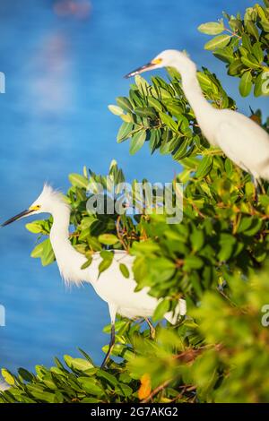 Egret de neige (Egretta thula) perçant sur un arbre, île Sanibel, J.N. Ding Darling National Wildlife refuge, Floride, États-Unis Banque D'Images