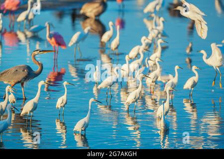 Groupe de Snowy Egret (Egretta thula), Roseate Spoonbels (Platalea ajaja) et le Grand héron bleu (Ardea herodias) à la recherche de nourriture, Sanibel Island, J.N. Ding Darling National Wildlife refuge, Floride, États-Unis Banque D'Images