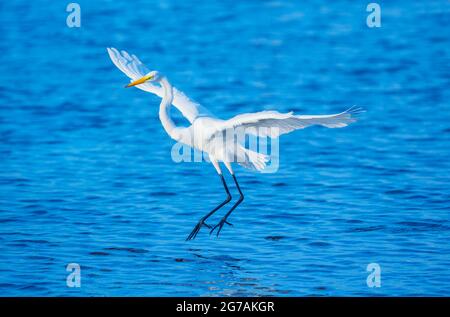 Grande aigrette blanche (Ardea alba) en vol, île de Sanibel, J.N. Ding Darling National Wildlife refuge, Floride, États-Unis Banque D'Images