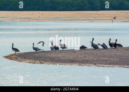 Groupe de pélicans bruns (Pelecanus occidentalis) à la recherche de nourriture, Sanibel Island, J.N. Ding Darling National Wildlife refuge, Floride, États-Unis Banque D'Images