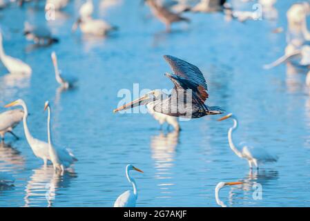 Pélican brun (Pelecanus occidentalis) en vol, île de Sanibel, J.N. Ding Darling National Wildlife refuge Florida, États-Unis Banque D'Images