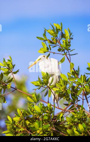 Egret de neige (Egretta thula) perçant sur un arbre, île Sanibel, J.N. Ding Darling National Wildlife refuge, Floride, États-Unis Banque D'Images