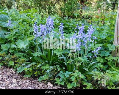 La cloche de lièvre (jacinthoides) dans le jardin de printemps Banque D'Images