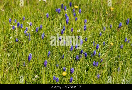 Jacinthe de raisin bleu (Muscari armeniacum), dans la Hofgarten Schloss Dachau, haute-Bavière, Bavière, Allemagne, Europe Banque D'Images